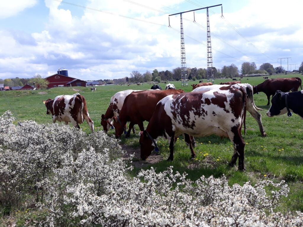 Kosläpp - Ngày hội thả bò mùa xuân ở Thụy Điển