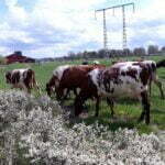 Kosläpp - Ngày hội thả bò mùa xuân ở Thụy Điển