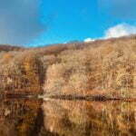 Thú đi rừng sang Thụy Điển mới có