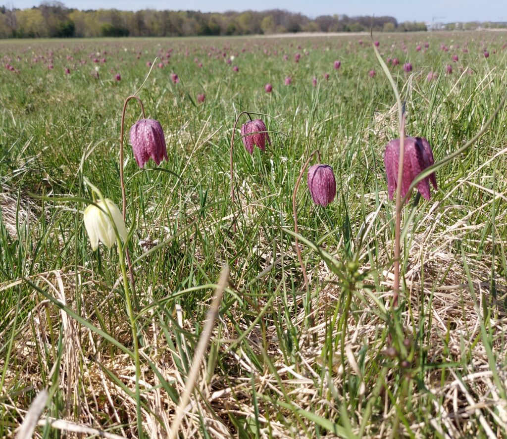 Tháng 5 đến Uppsala thăm hoa Kungsängslilja nở dịu dàng