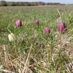 Tháng 5 đến Uppsala thăm hoa Kungsängslilja nở dịu dàng